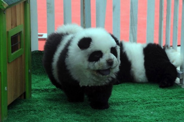 中国のペットショップでは「パンダ犬」が大人気！？